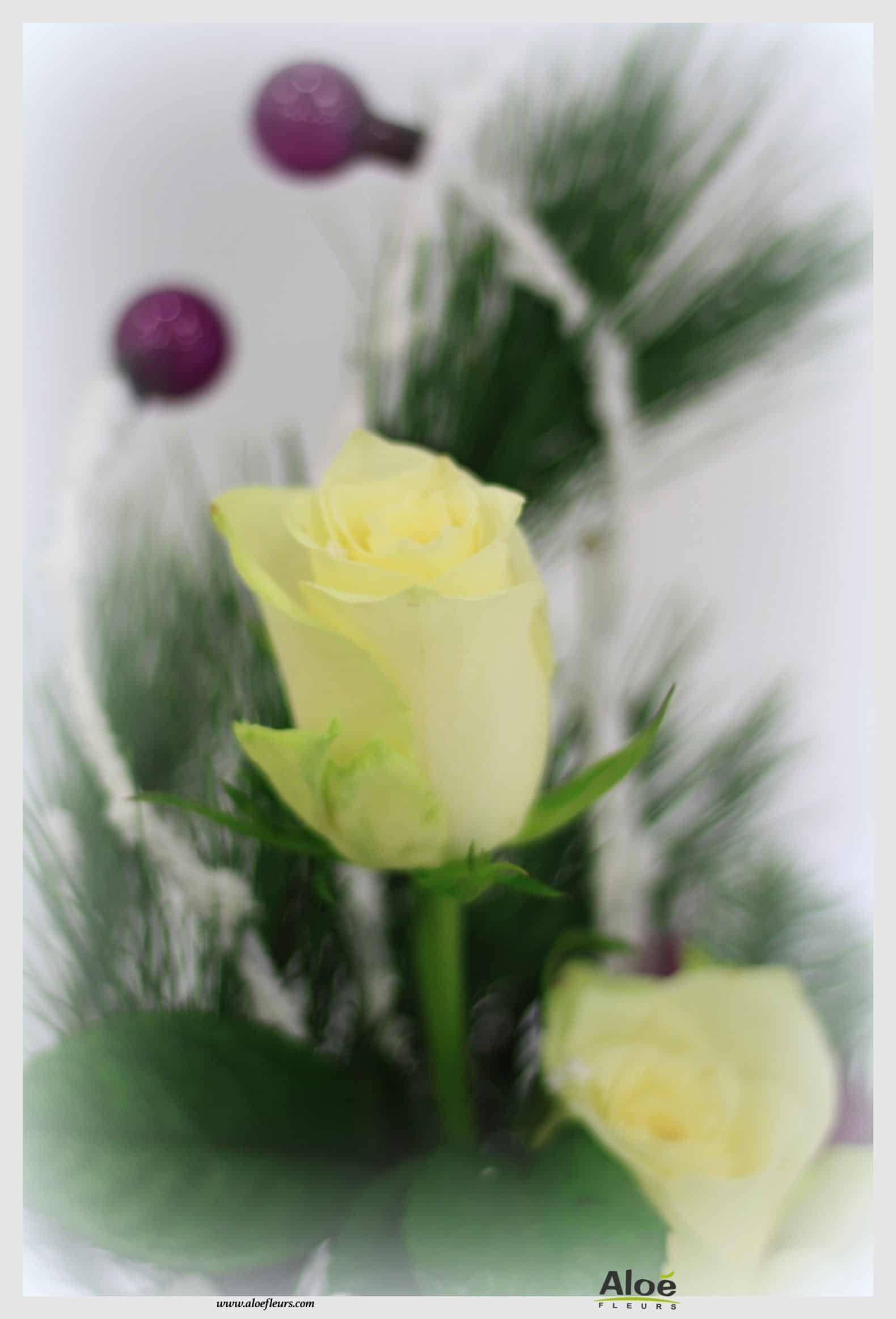 Bouquet De Fleurs Noel Aloé Dec201531