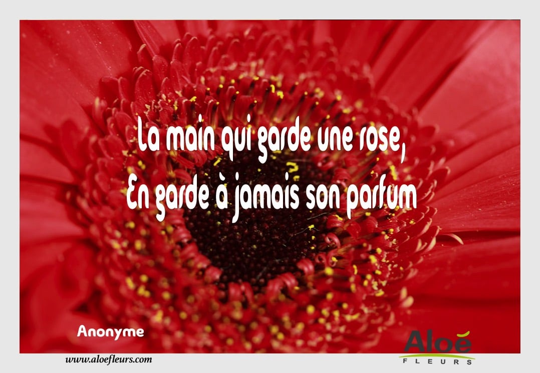 Les citations de fleurs en fleurs ALOE FLEURS Les citations de fleurs en fleurs ALOE FLEURS