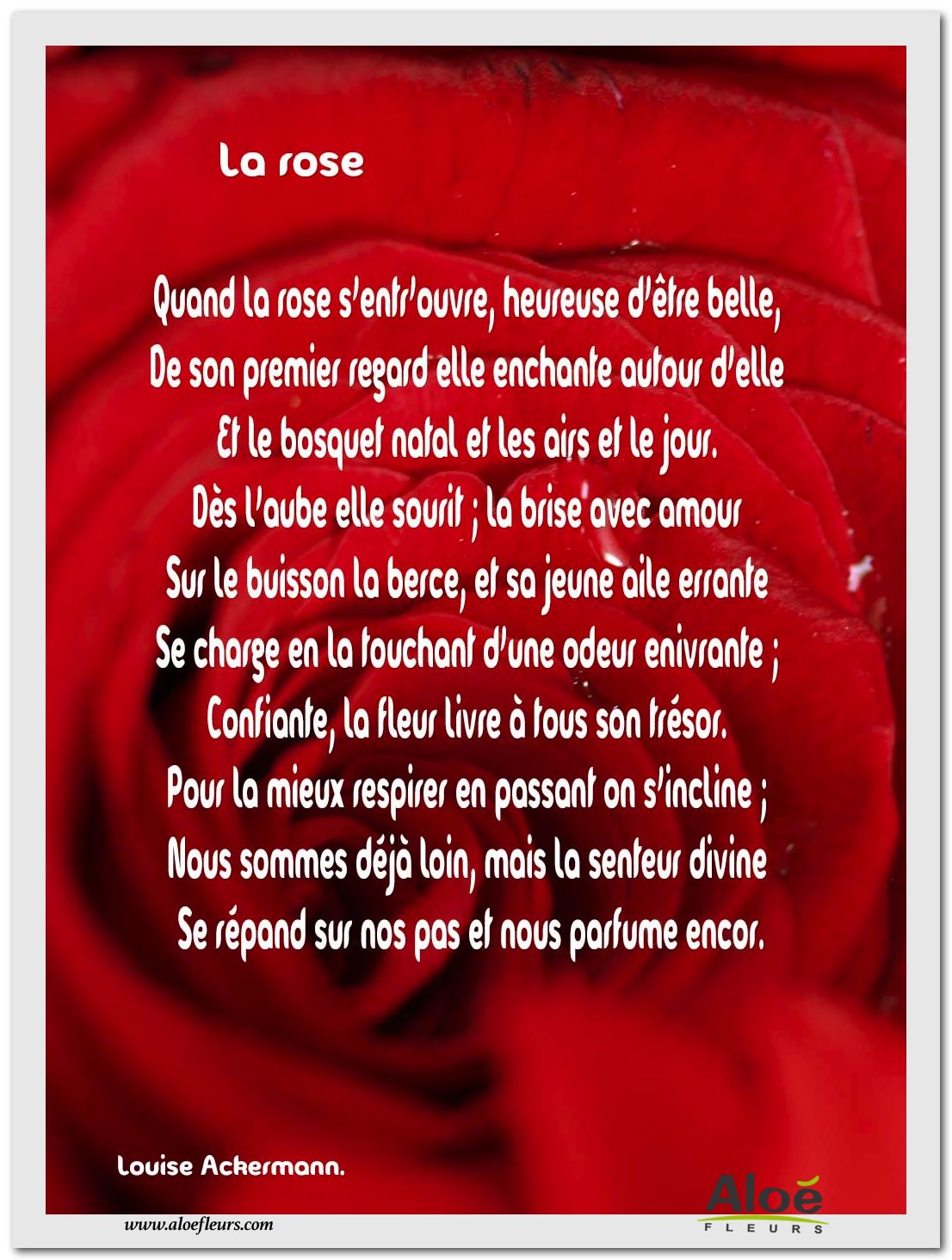 La Rose 25