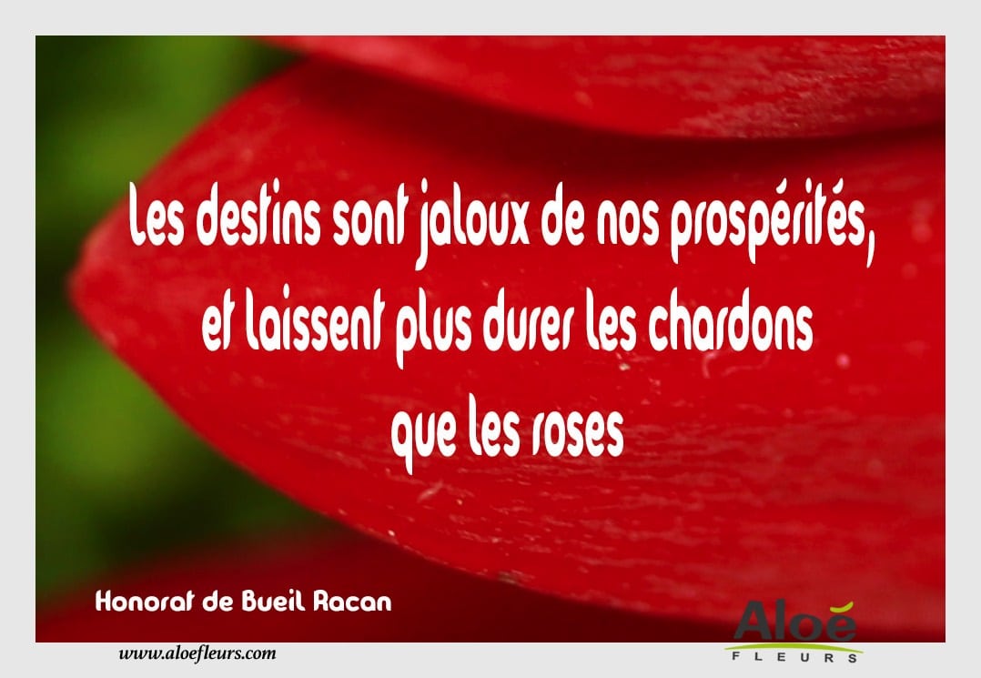 Les Chardons  Que Les Roses 33