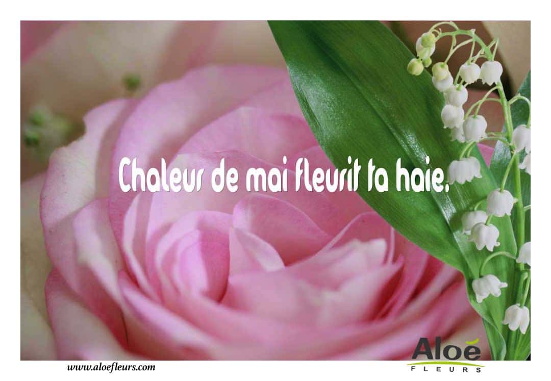 1er Mai  Mai   Chaleur De Mai Fleurit Ta Haie. 