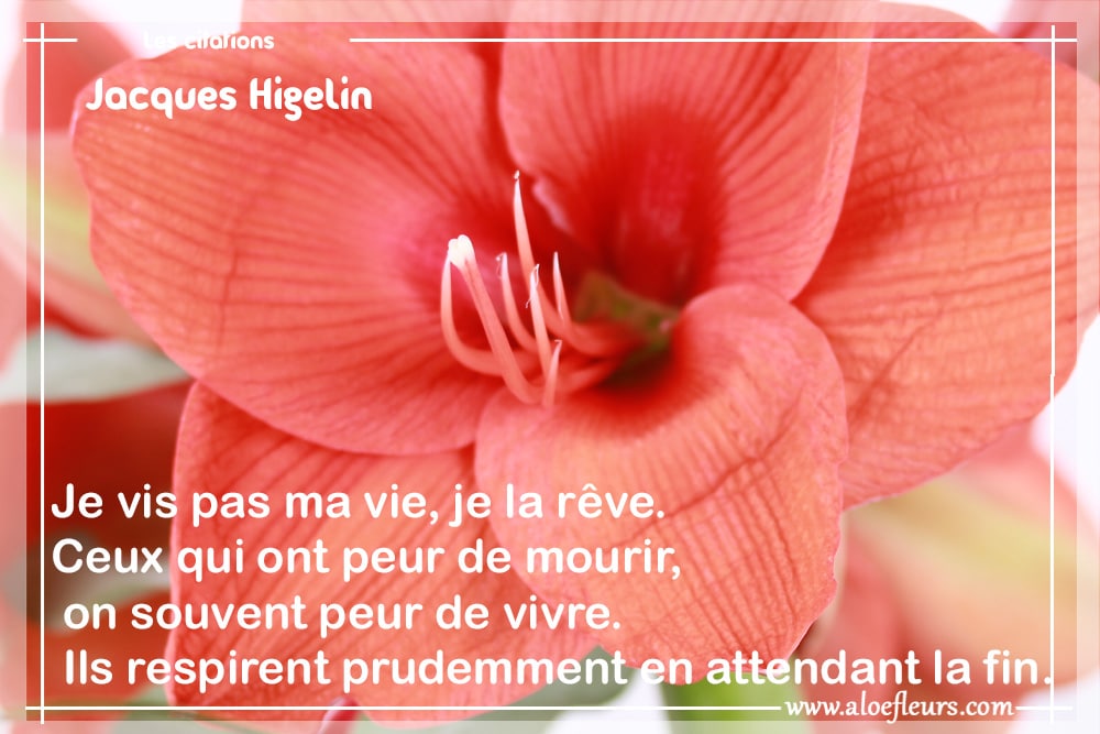 Je Vis Pas Ma Vie, Je La Rêve De Jacques Higelin