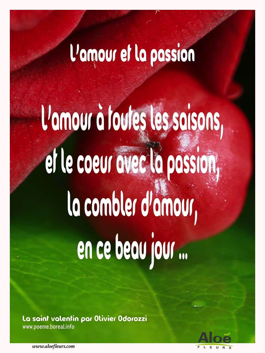 Citations D'amour Et Saint Valentin  L'amour Et La Passion 