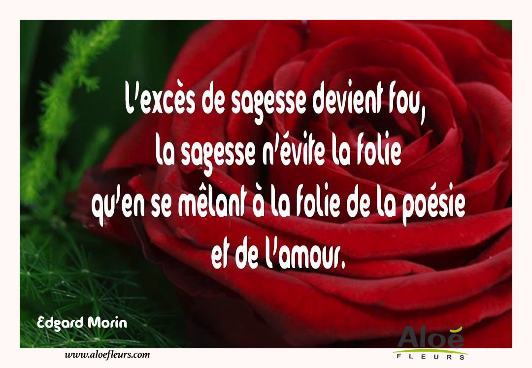 Citations D'amour Et Saint Valentin  L'excès De Sagesse Devient Fou,