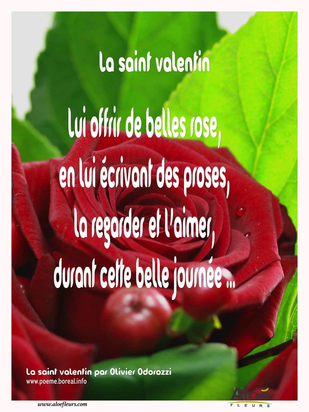Citations D'amour Et Saint Valentin  Lui Offrir De Belles Rose, En Lui Écrivant Des Proses, La Regarder Et L'aimer