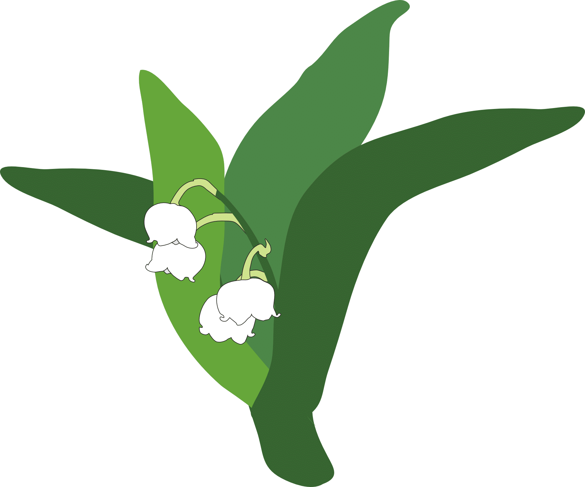 lily-of-the-valley-335215